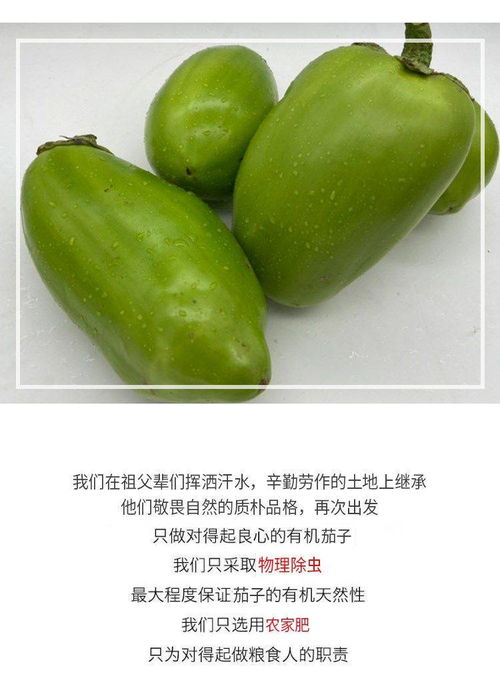 綠意滿農(nóng)家 青茄子的新鮮之旅